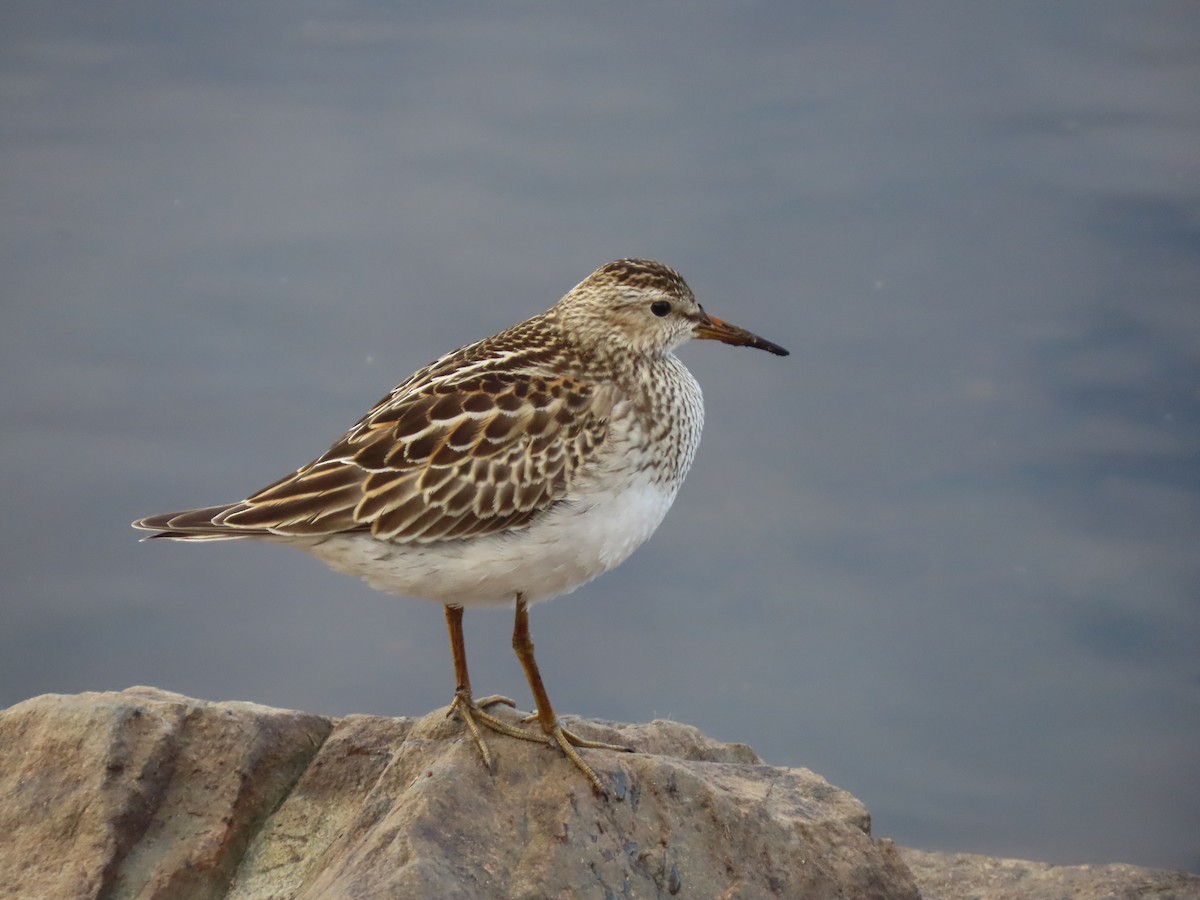 Graubrust-Strandläufer - ML644083251