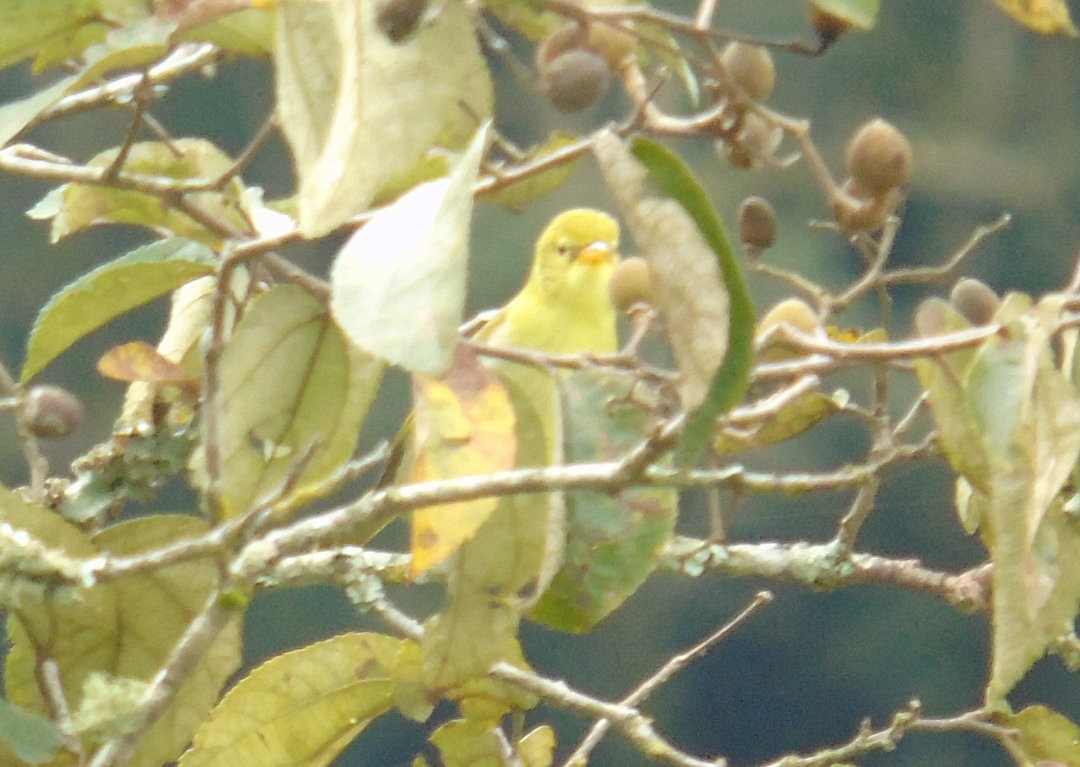 Guira Tanager - ML644083261