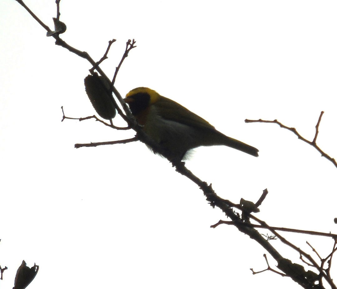 Guira Tanager - ML644083262