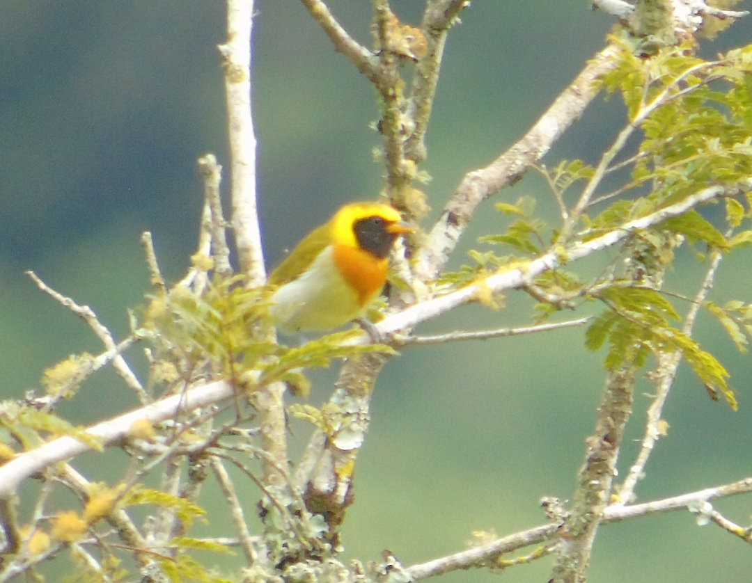 Guira Tanager - ML644083263