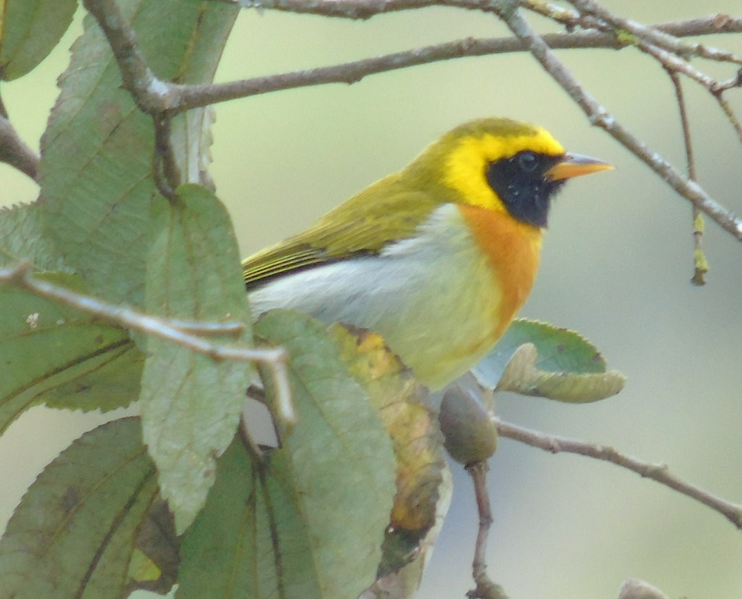 Guira Tanager - ML644083264