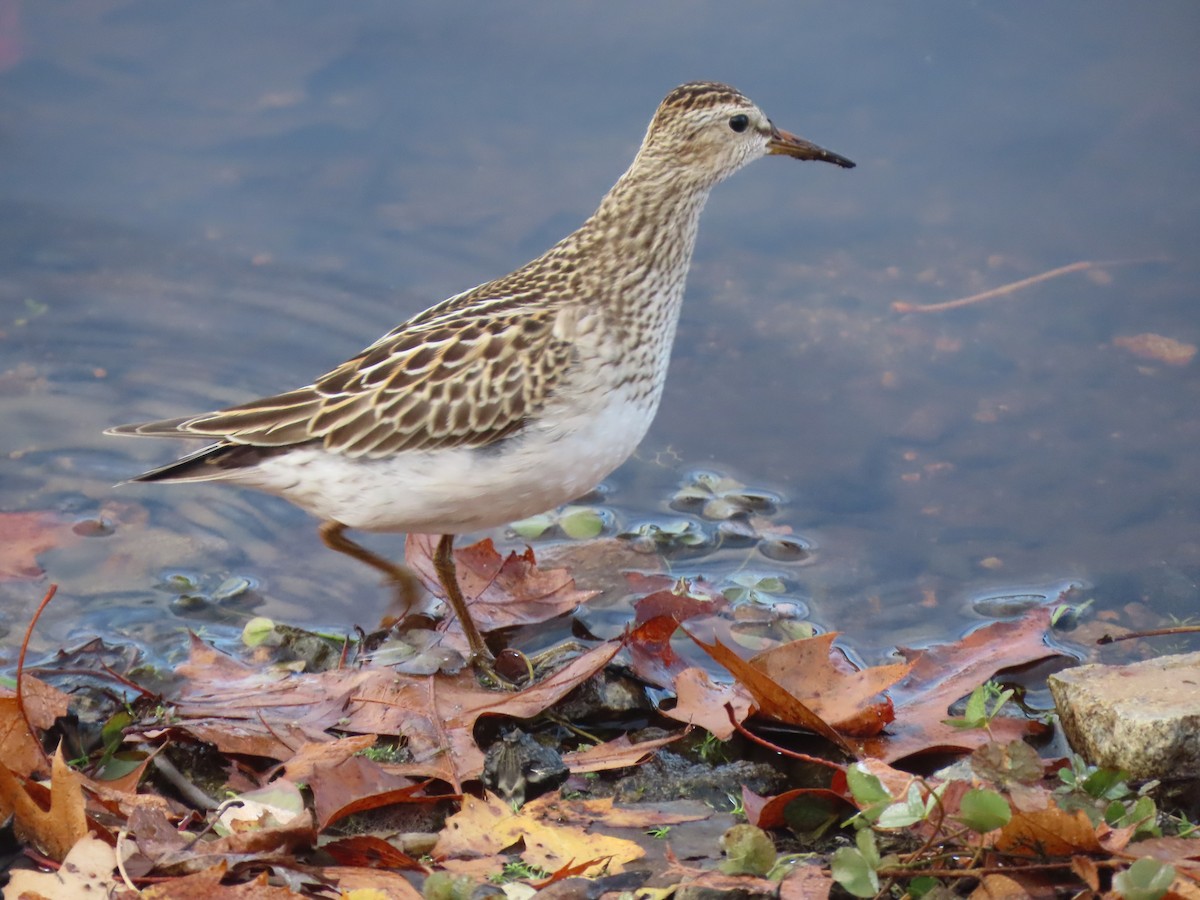 Graubrust-Strandläufer - ML644083267