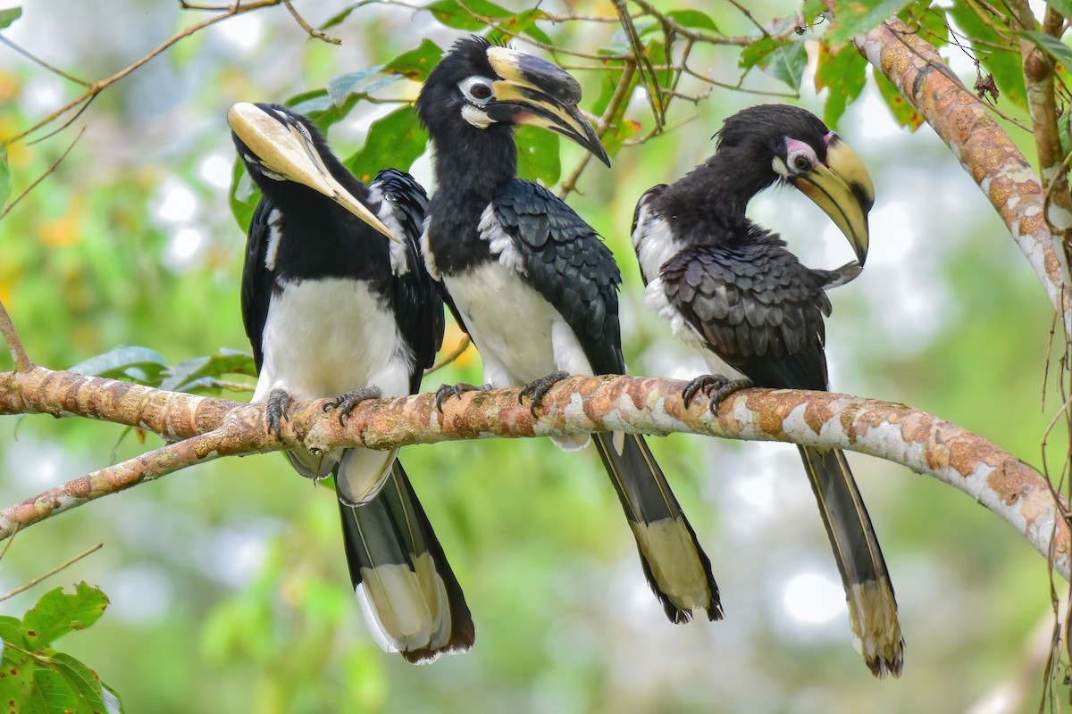 Oriental Pied-Hornbill - ML644083278