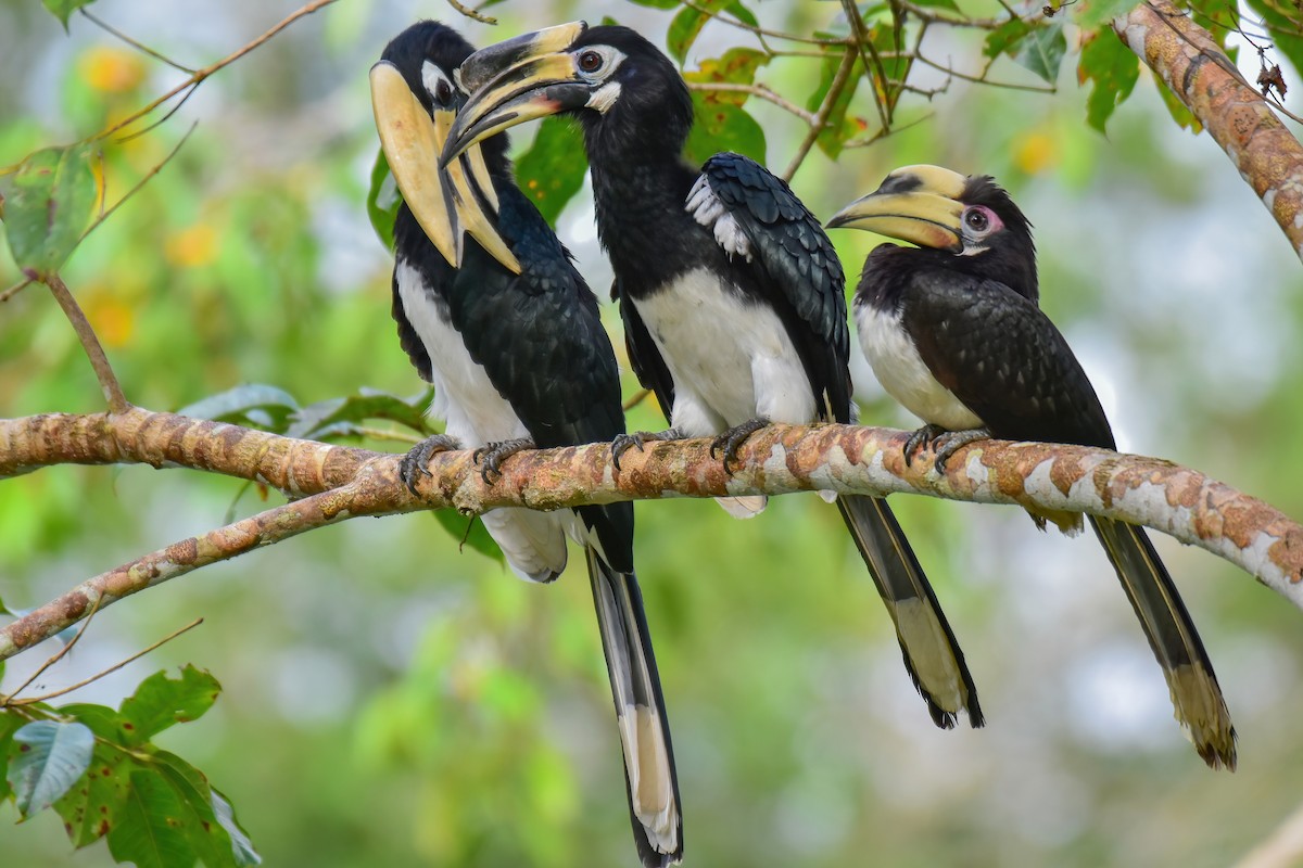 Oriental Pied-Hornbill - ML644083279