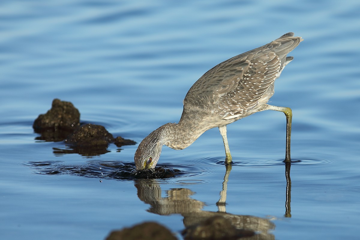 Yellow-crowned Night Heron - ML644083280
