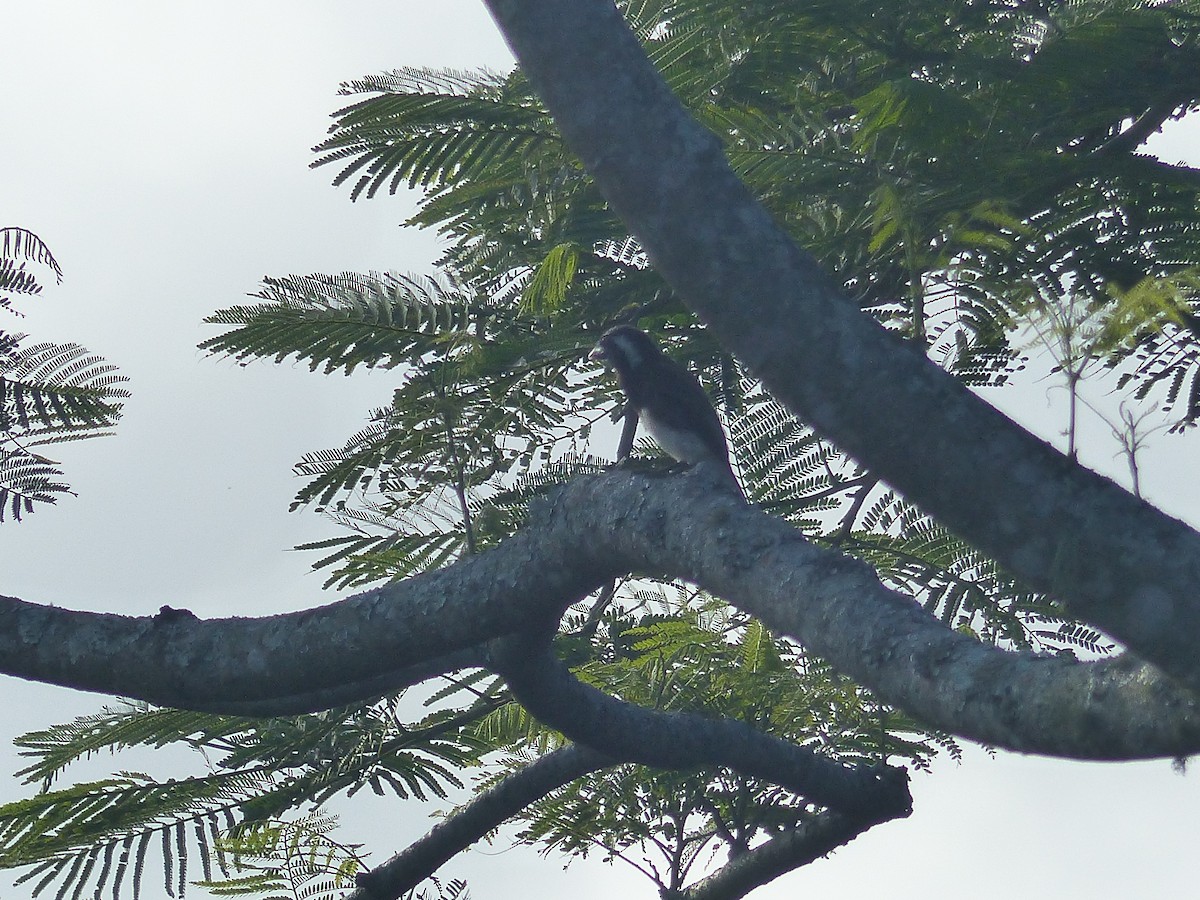 Белоухая либия - ML644083284