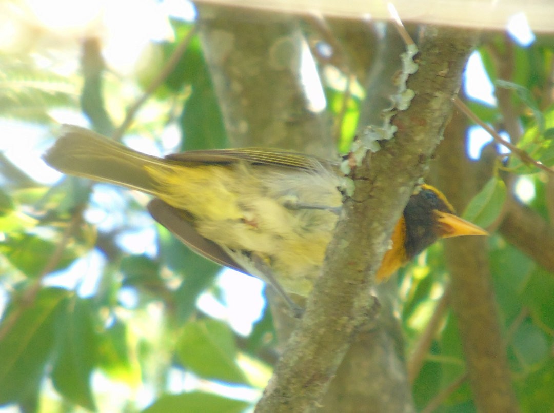 Guira Tanager - ML644083288