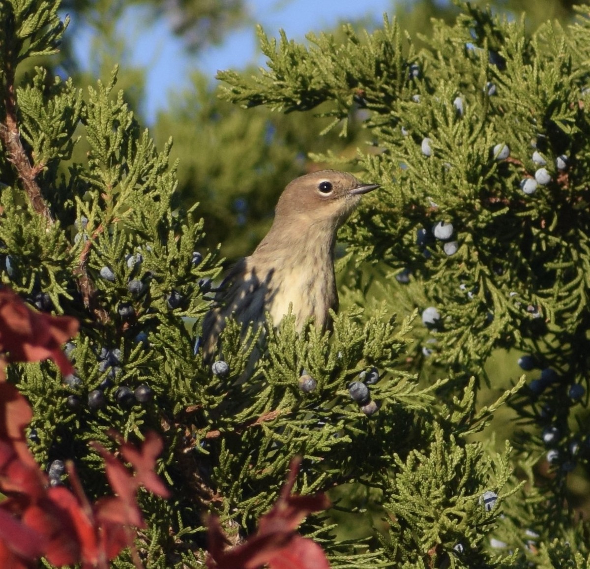 Yellow-rumped Warbler - ML644083289
