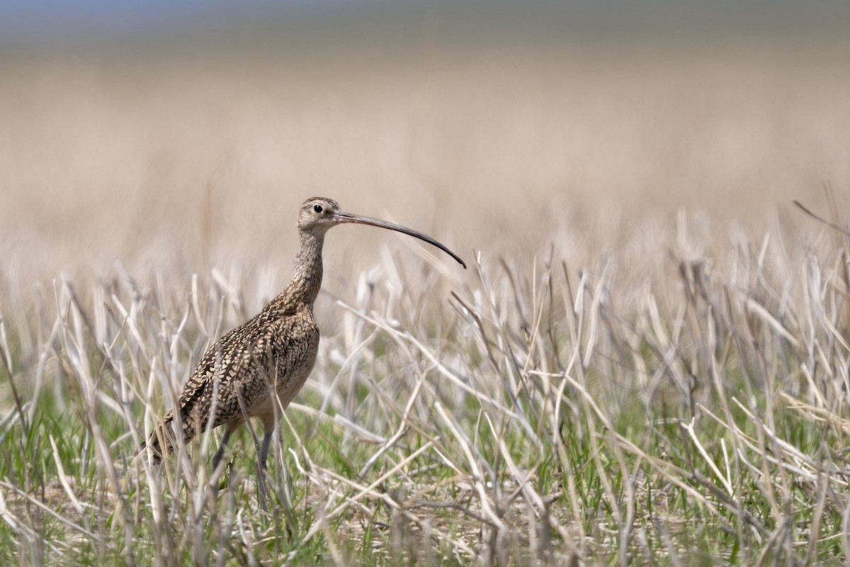 アメリカダイシャクシギ - ML644083311