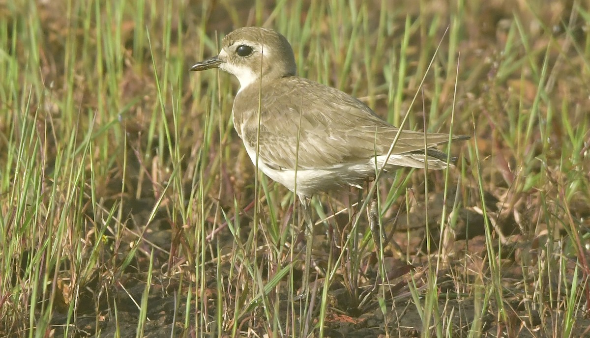 Tibetan Sand-Plover - ML644083316