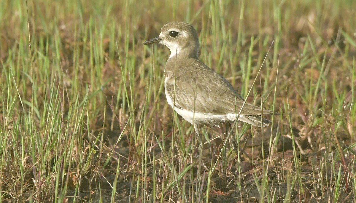 Tibetan Sand-Plover - ML644083317