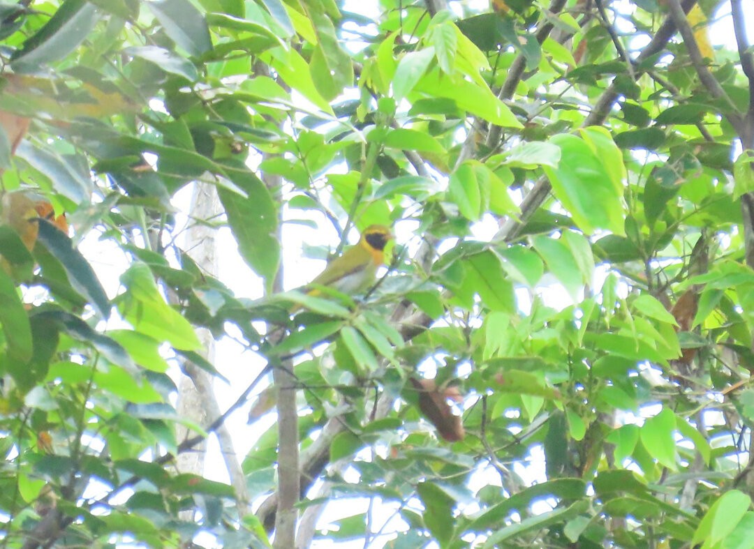 Guira Tanager - ML644083327