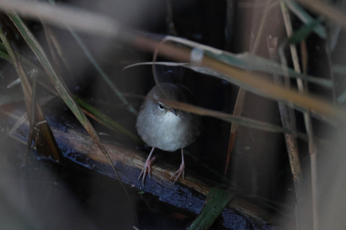 Errekatxindorra - ML644083329