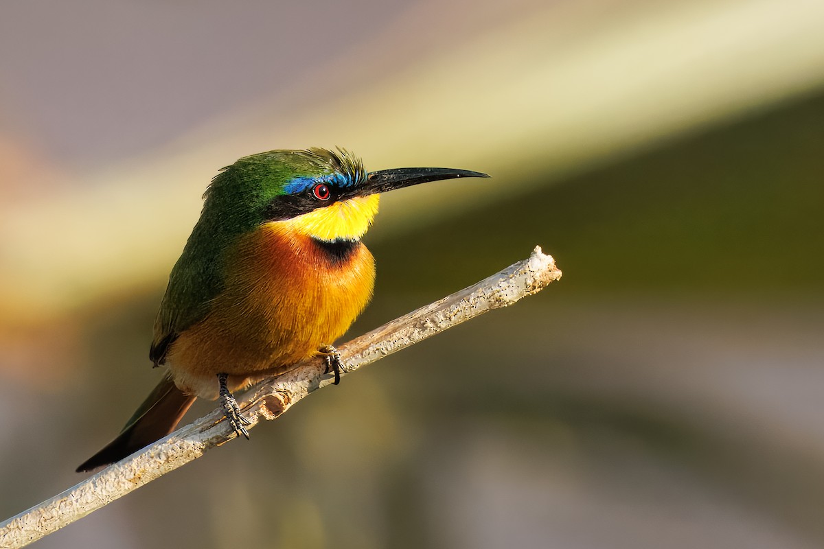 Бджолоїдка карликова - ML644083335