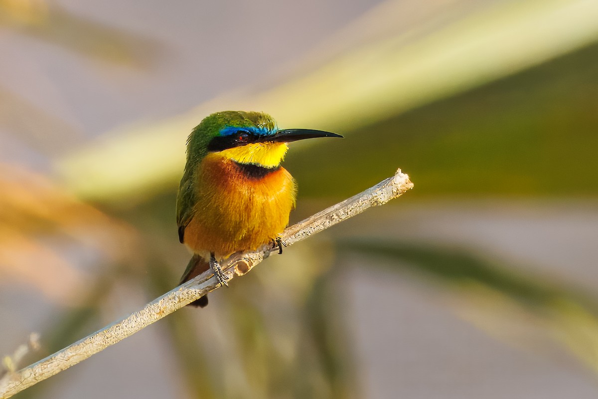 Бджолоїдка карликова - ML644083337