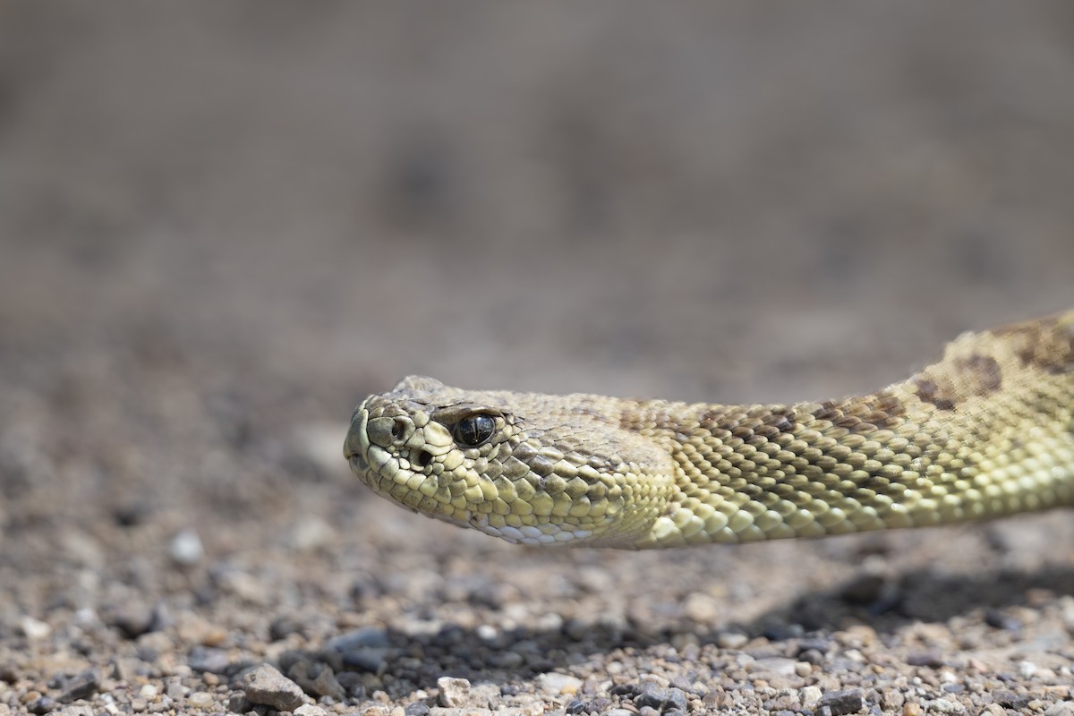 プレーリーガラガラヘビ - ML644083342