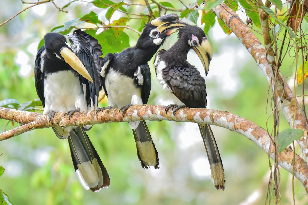 Oriental Pied-Hornbill - ML644083367