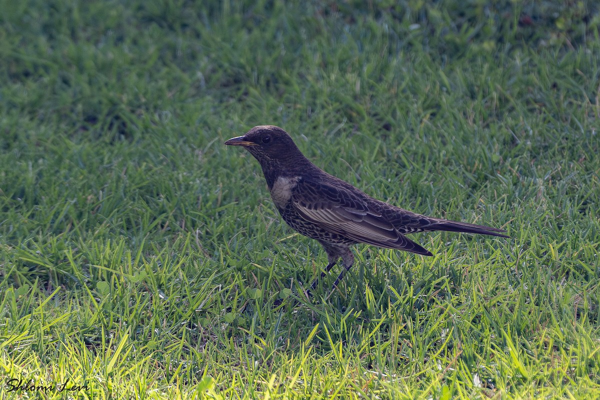 קיכלי סהרון - ML644083375