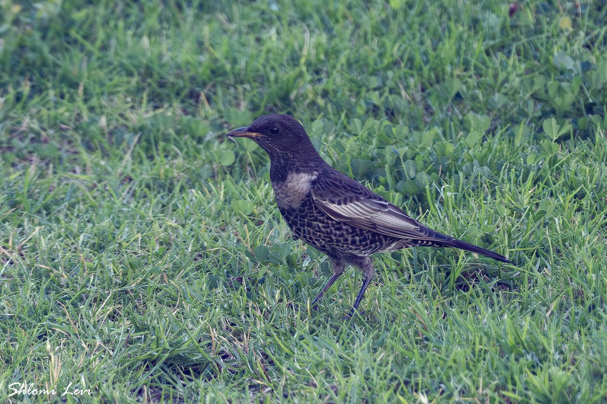 קיכלי סהרון - ML644083376