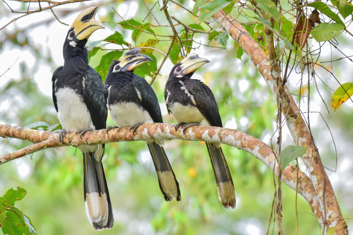 Oriental Pied-Hornbill - ML644083384