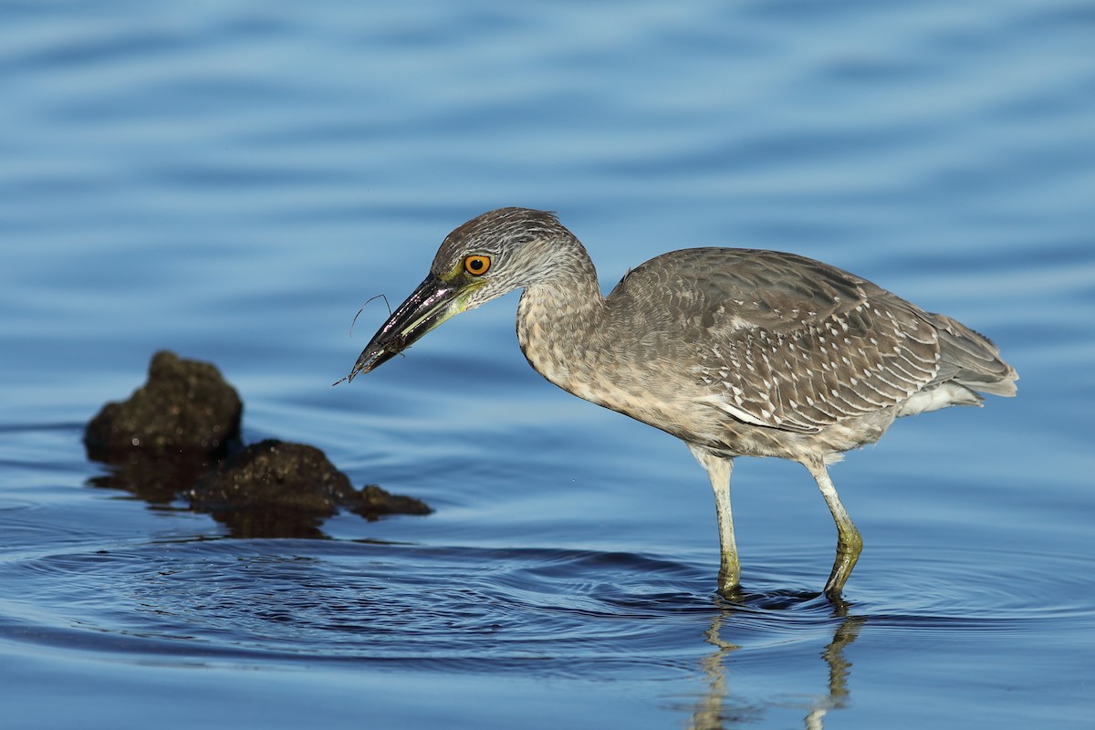 Yellow-crowned Night Heron - ML644083428