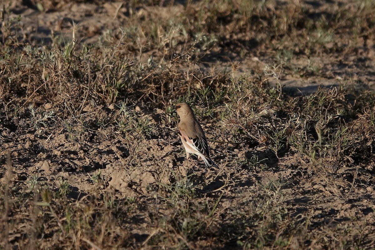 Desert Finch - ML644083430