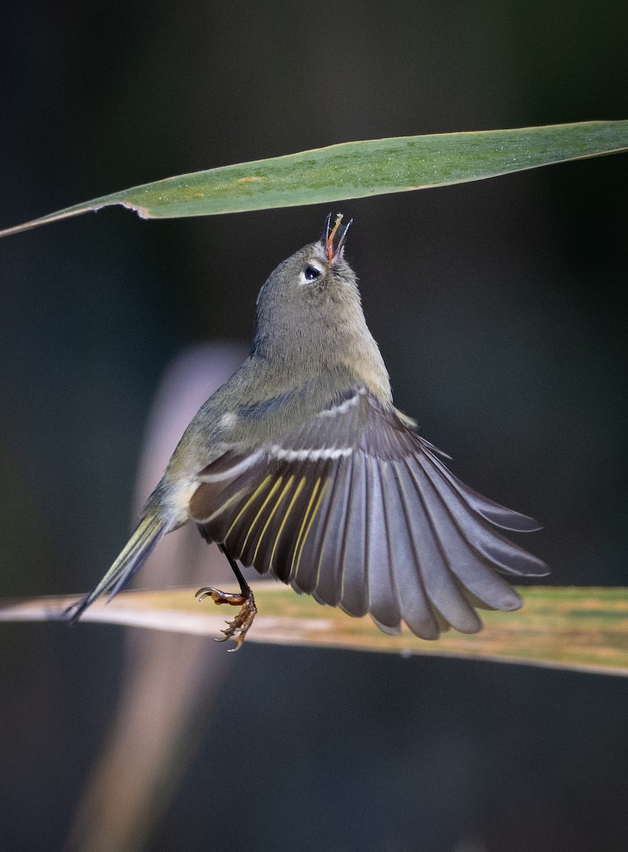 Рубиноголовый королёк - ML644083431