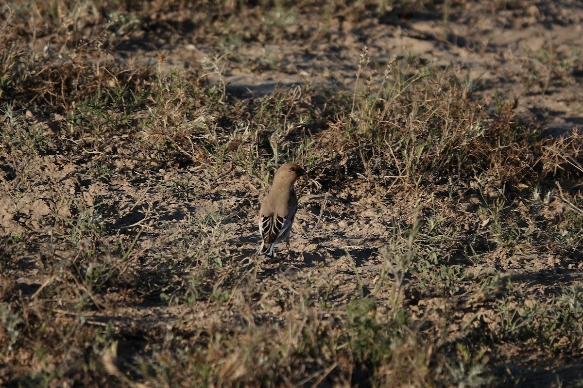 Desert Finch - ML644083433