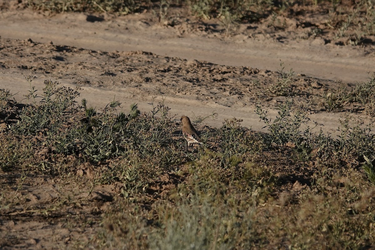 Desert Finch - ML644083436