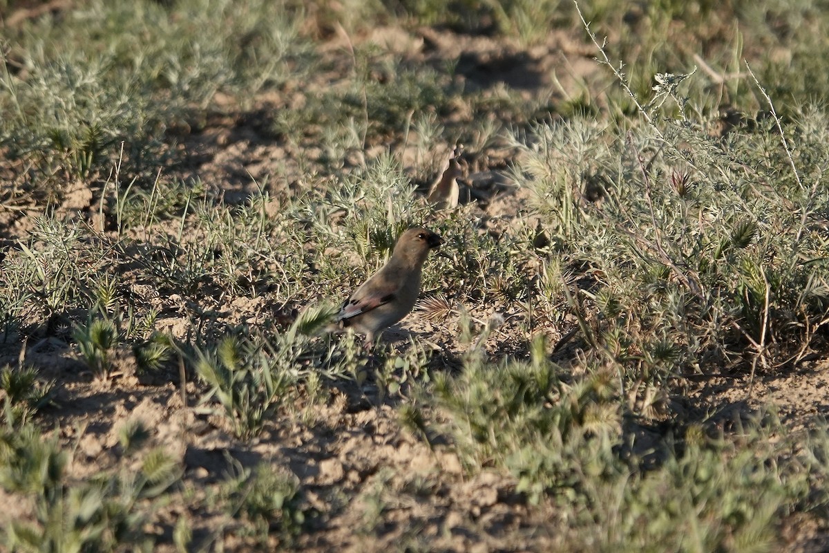 Desert Finch - ML644083441