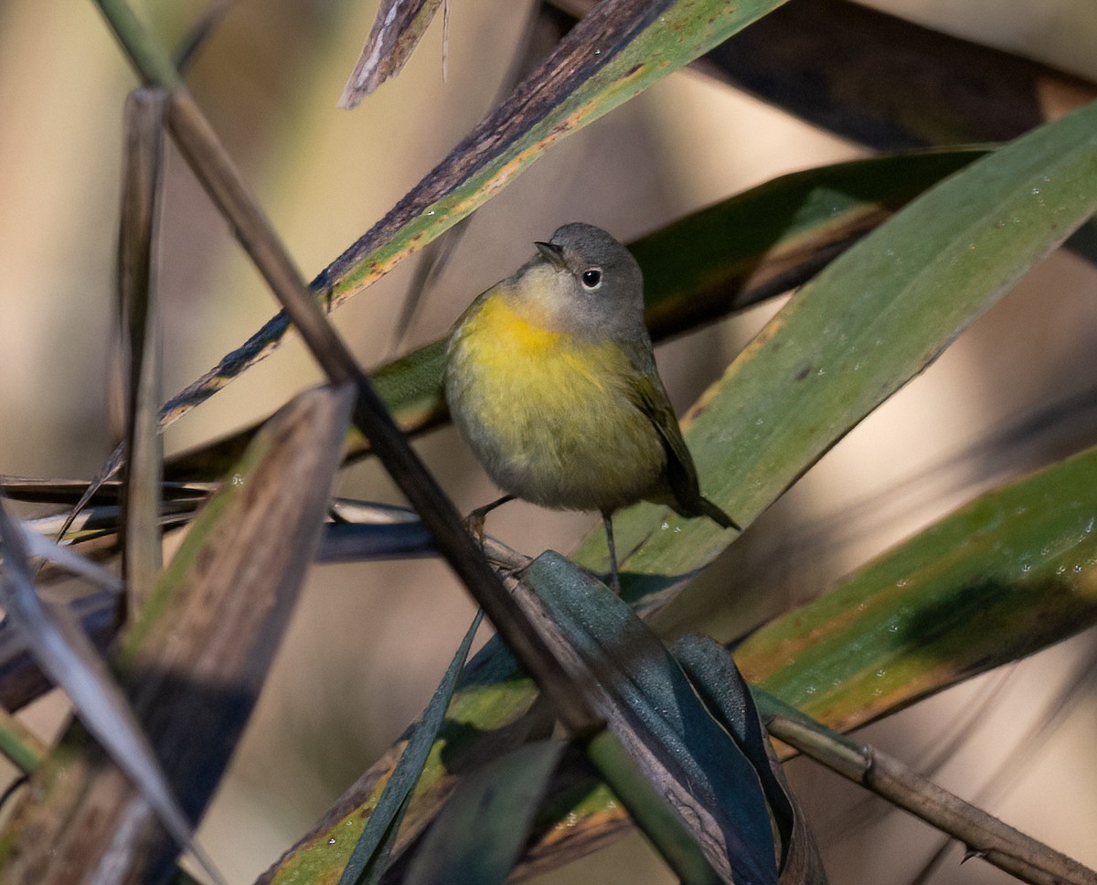 Красношапочная древесница - ML644083442