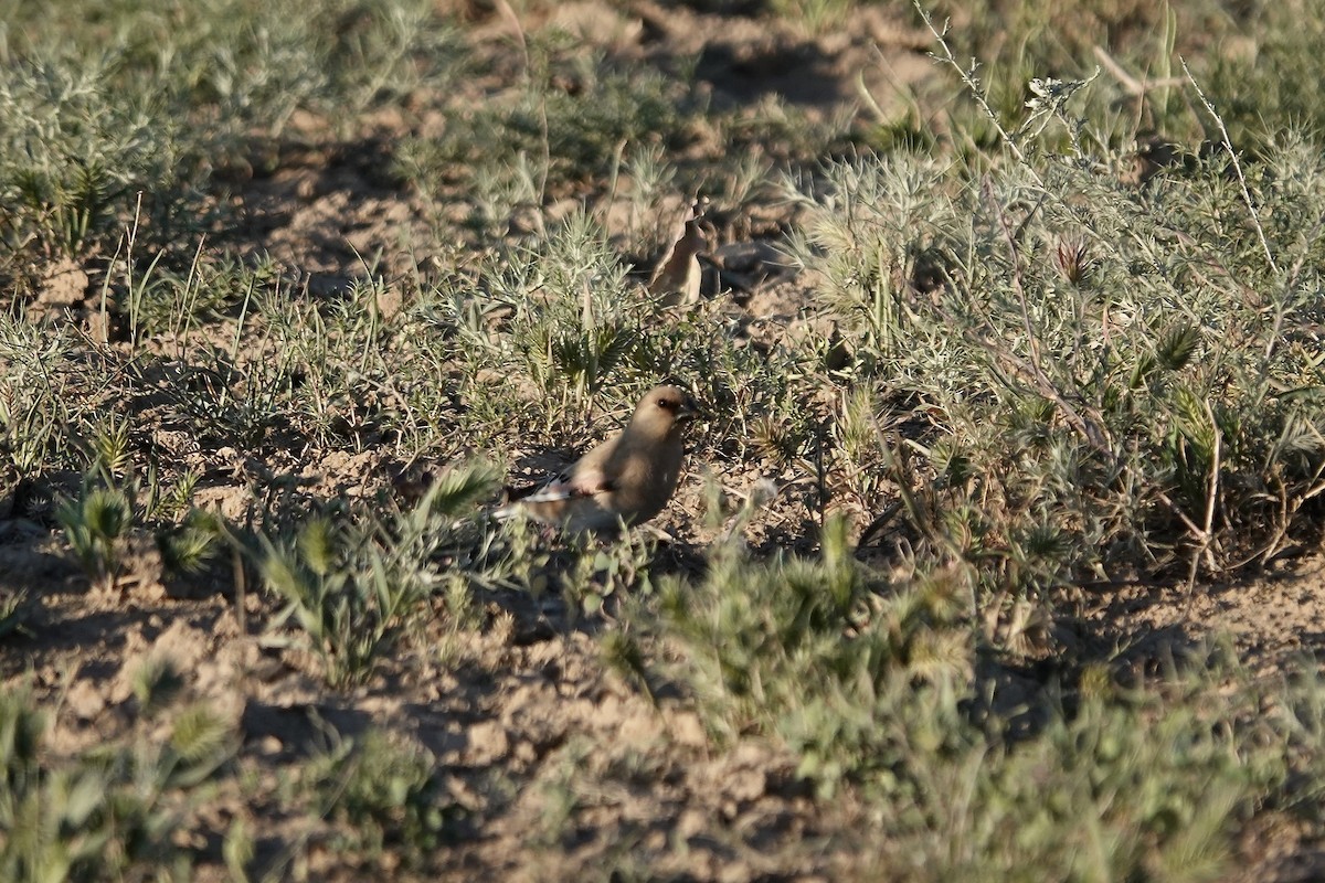 Desert Finch - ML644083443