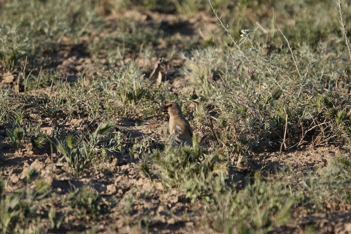 Desert Finch - ML644083449
