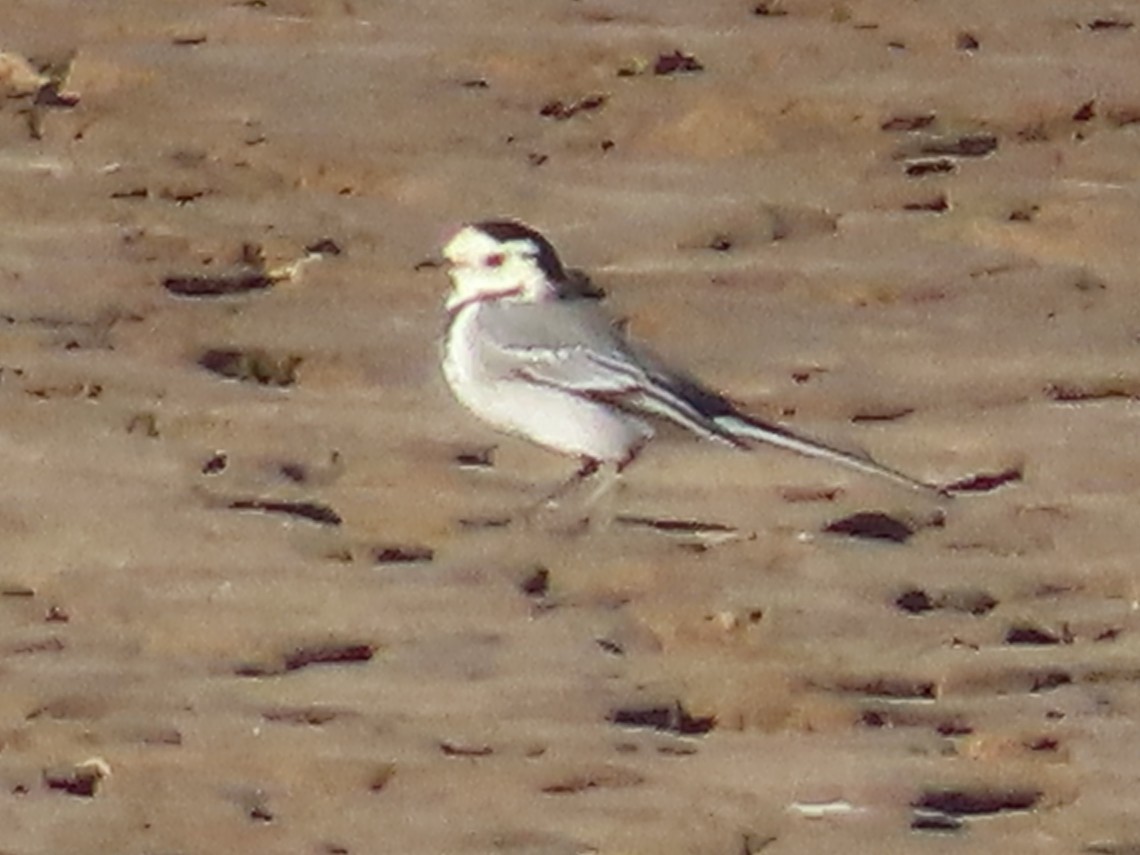 konipas bílý (ssp. yarrellii) - ML644083452