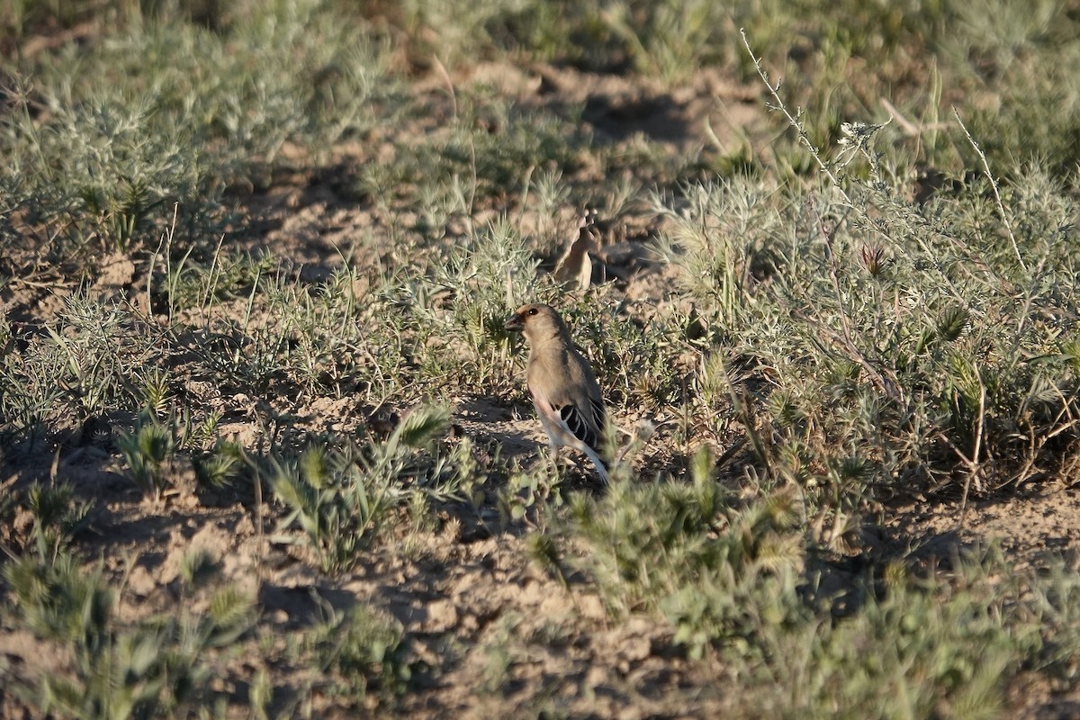 Desert Finch - ML644083455