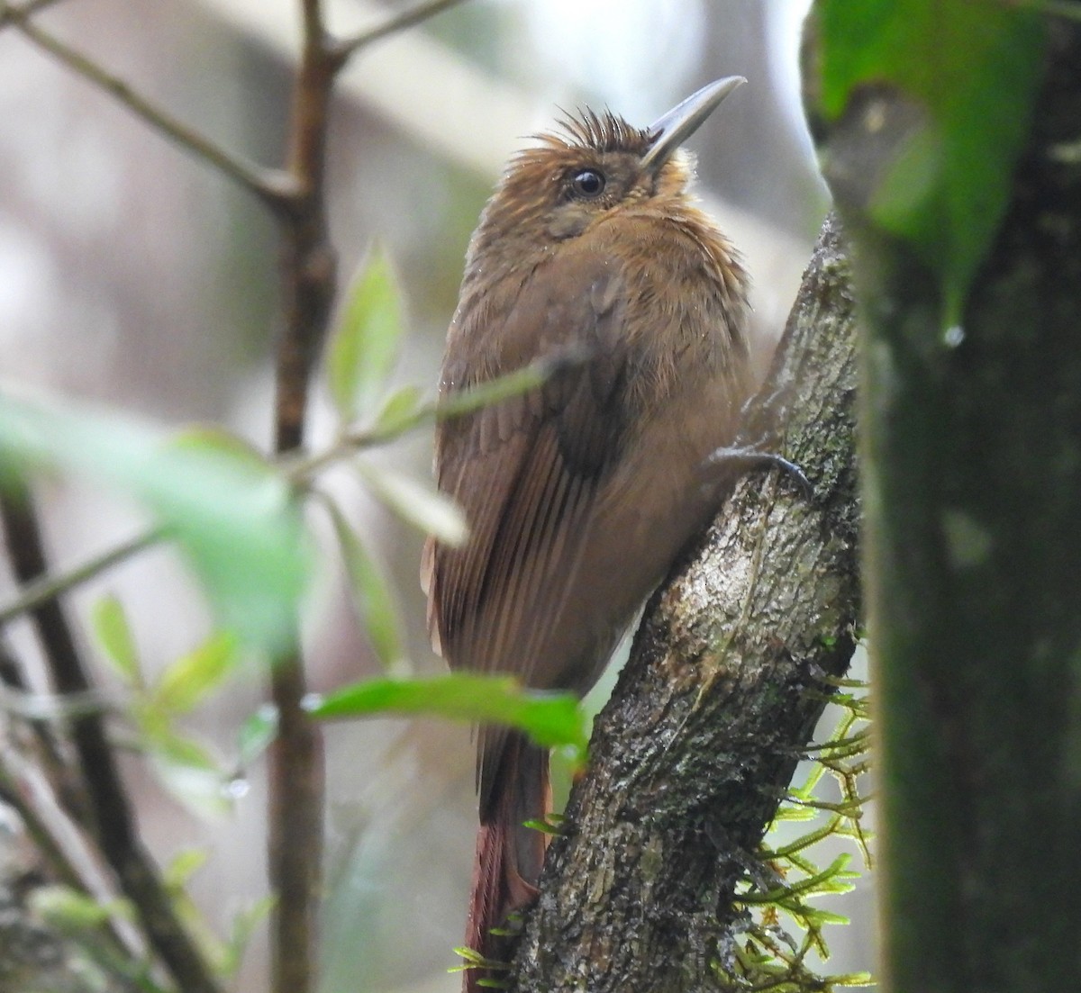 ミナミコオニキバシリ - ML644083461