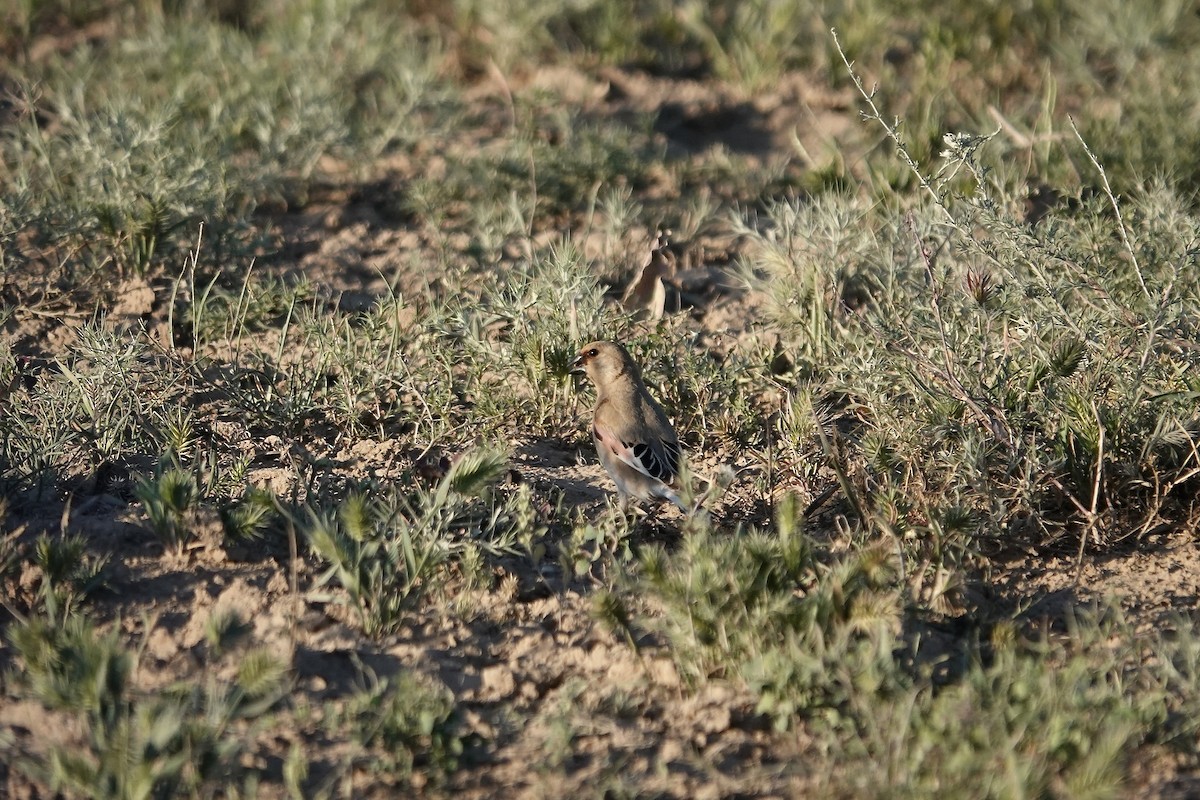 Desert Finch - ML644083462