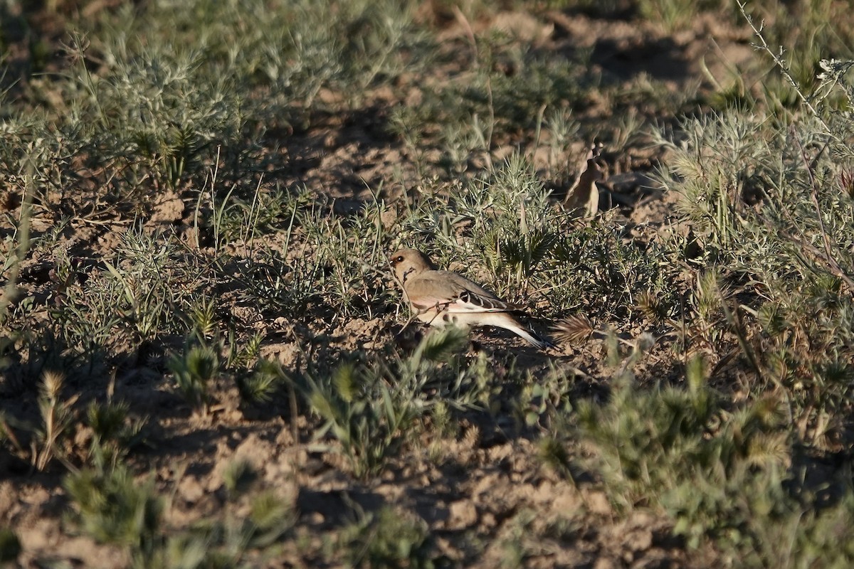 Desert Finch - ML644083464