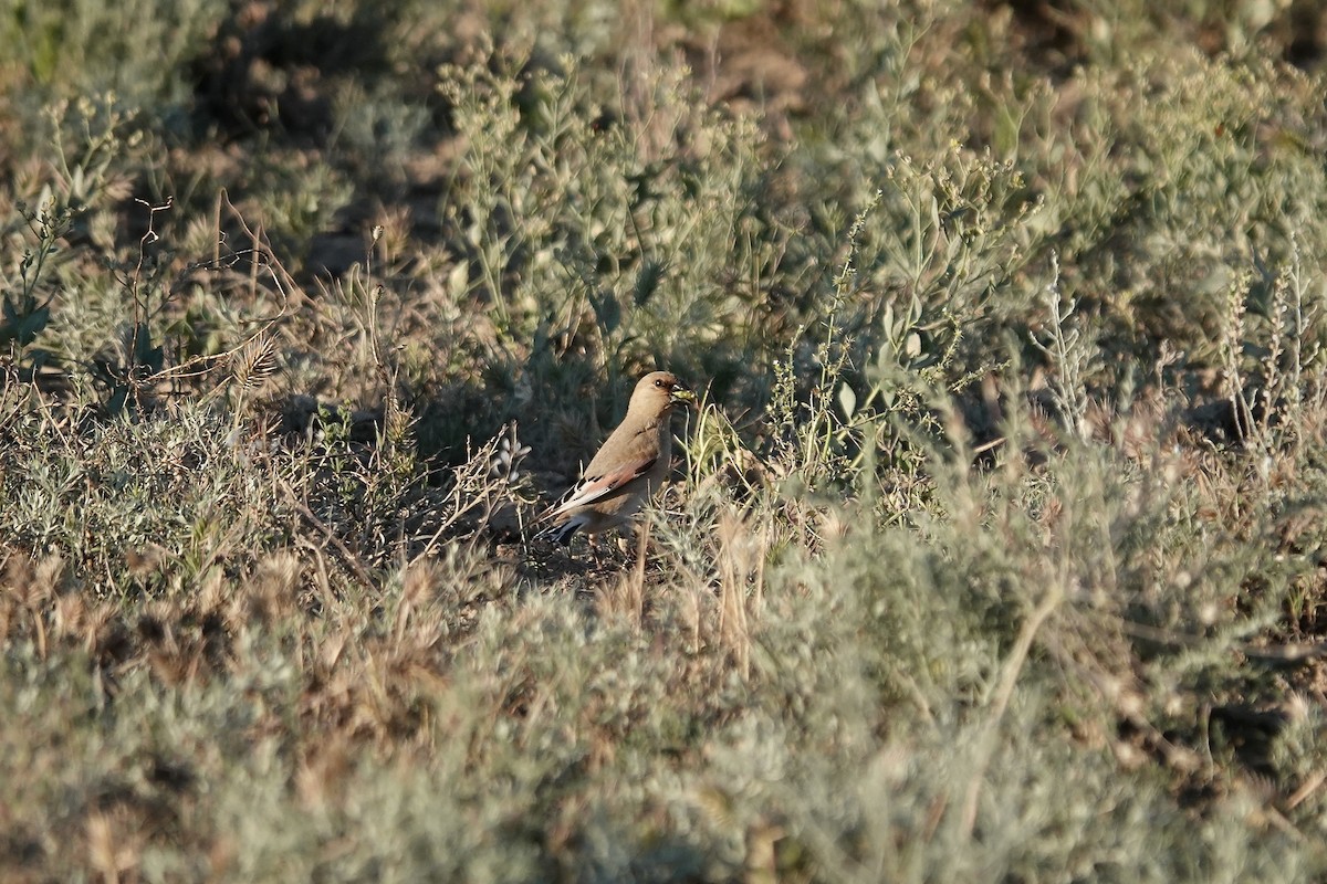 Desert Finch - ML644083465