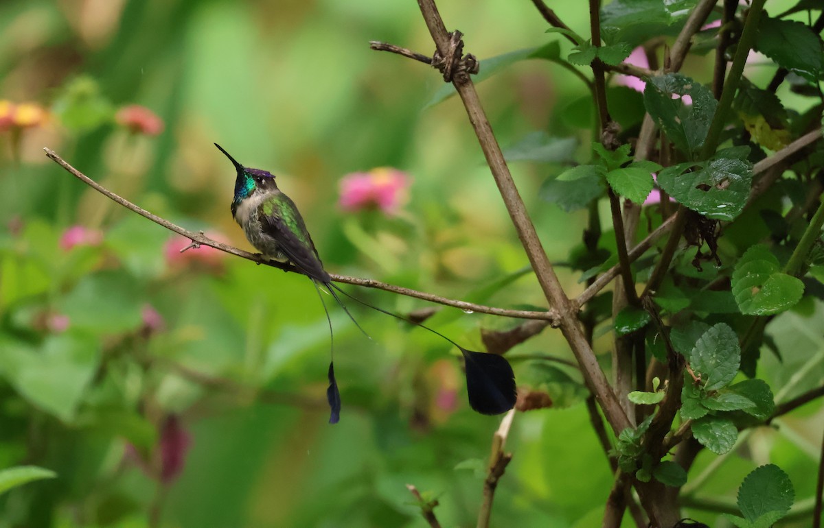 kolibřík podivuhodný - ML644083466