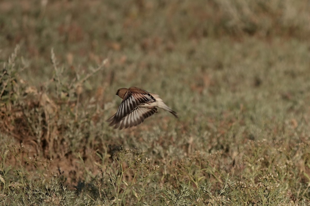 Desert Finch - ML644083467