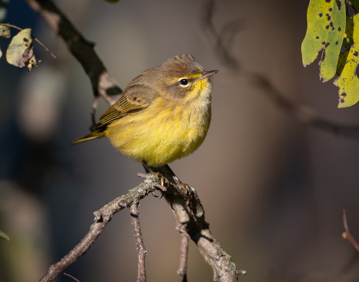 Пальмовая древесница - ML644083468