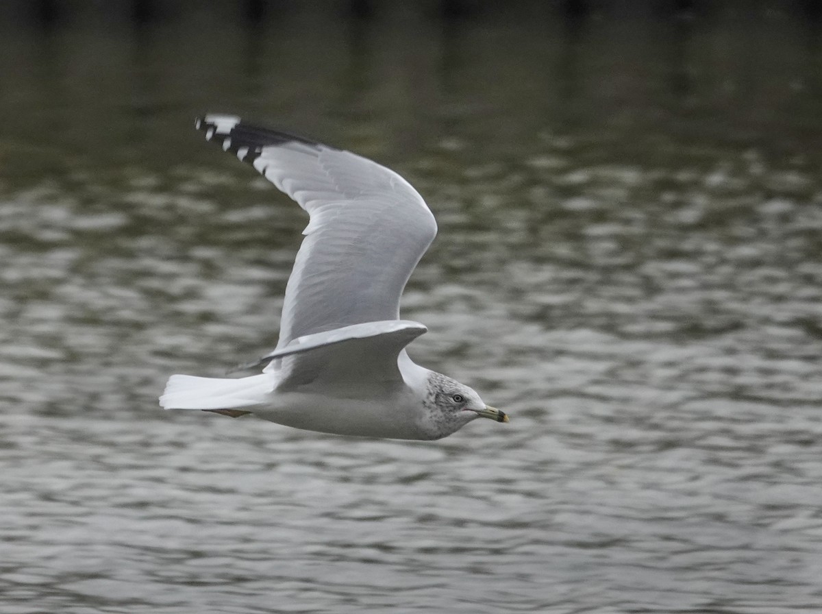 Ring-billed Gull - ML644083475