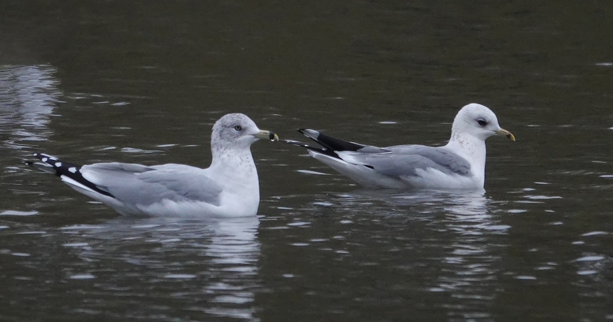 Ring-billed Gull - ML644083476