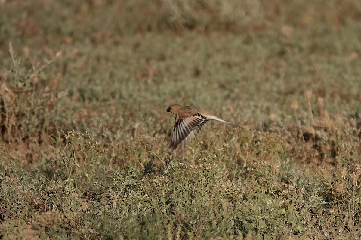 Desert Finch - ML644083477