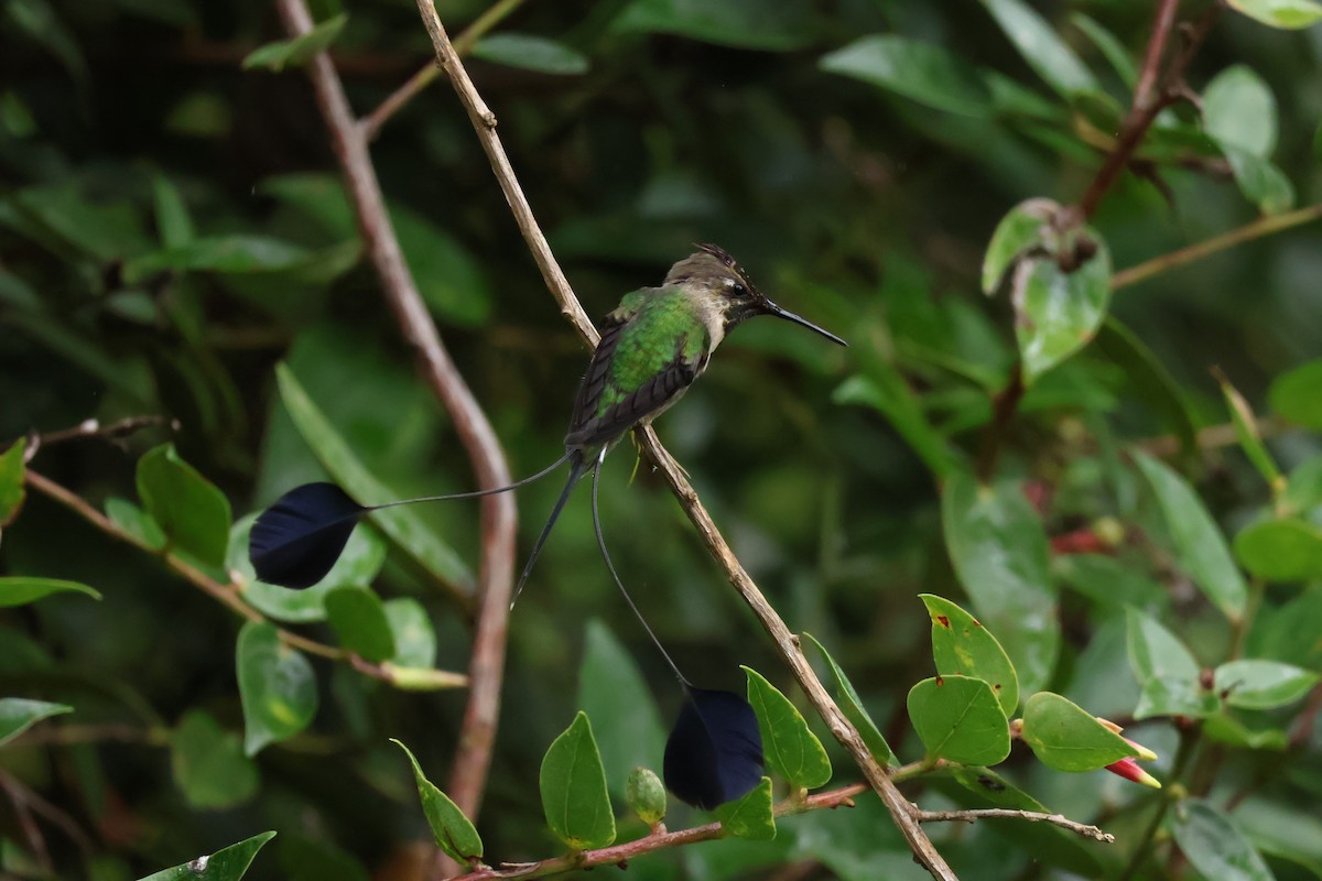 kolibřík podivuhodný - ML644083478