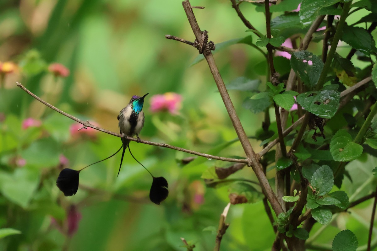 kolibřík podivuhodný - ML644083482