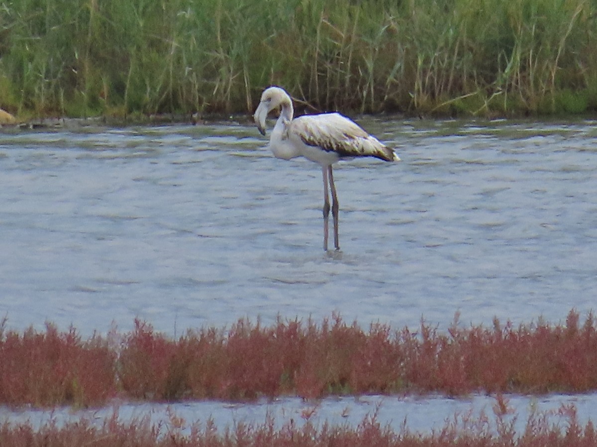 plameňák růžový - ML644083484