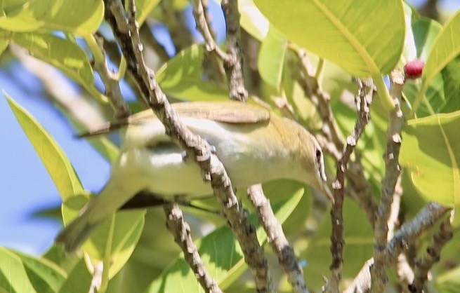 Red-eyed Vireo - ML644083487