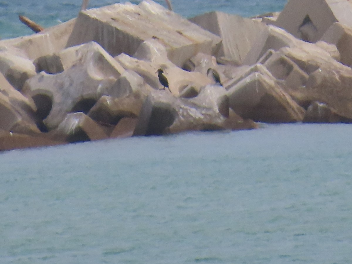 kormorán chocholatý - ML644083512